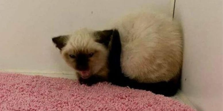 Shelter staff struggle to tame angry kitten until they find surprising