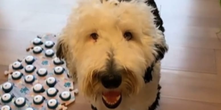 Adorable dog surprises owner by asking the most heartwarming question
