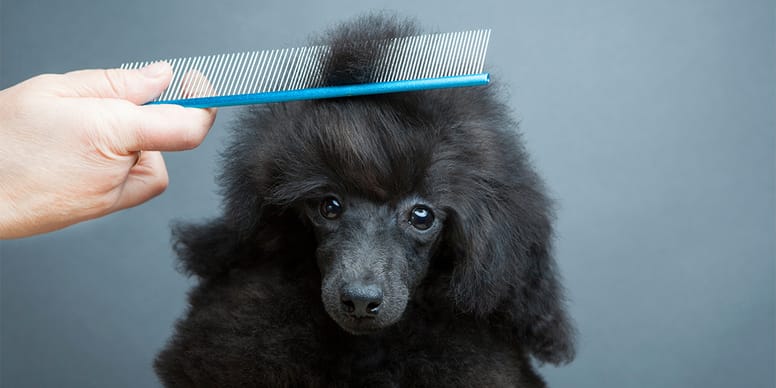 The best flea combs for dogs in 2024 Our Guide
