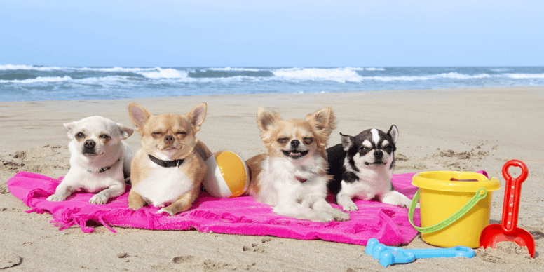 When is it too warm to take your dog to the beach?