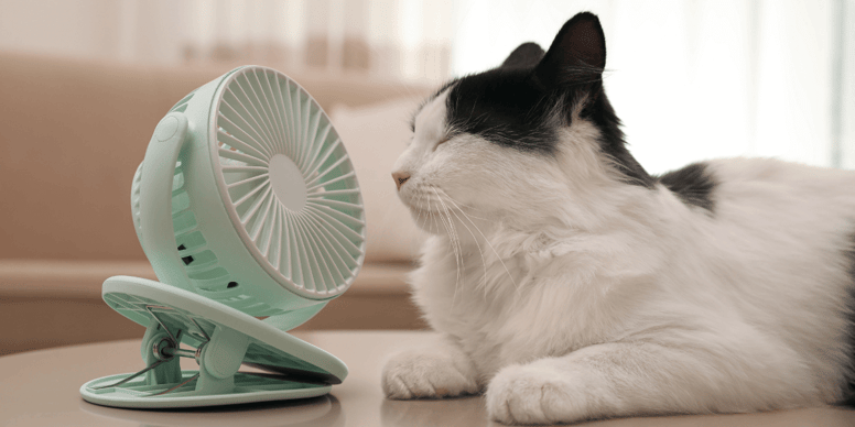 Heat stroke in cats: Prevention, symptoms, and treatment