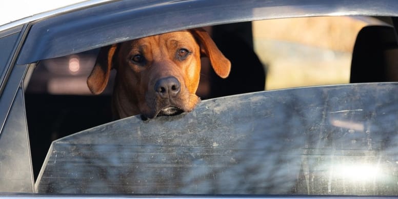 Dog locked in a car: Here’s what you can legally do