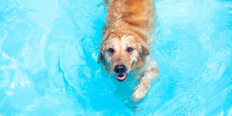 5 Dinge, die Hundehalter im August auf keinen Fall vergessen dürfen