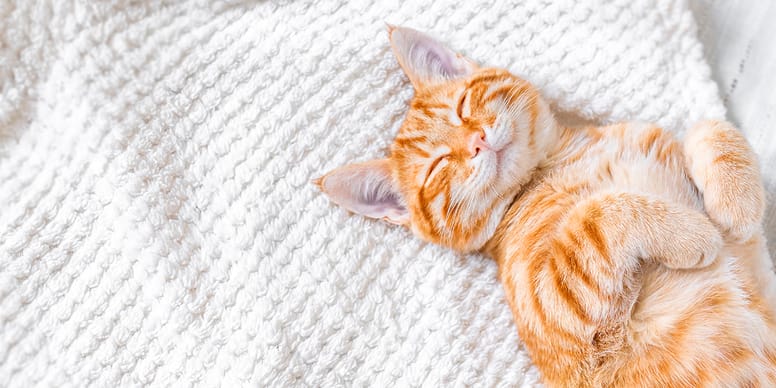 Best cat calming products in the UK Best relaxants in 2024