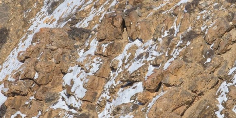 There's a cat in this photo but no one can believe it. Can you see it?