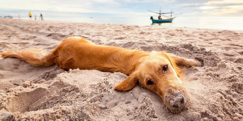 ¿Qué pasa si mi perro come arena de la playa?