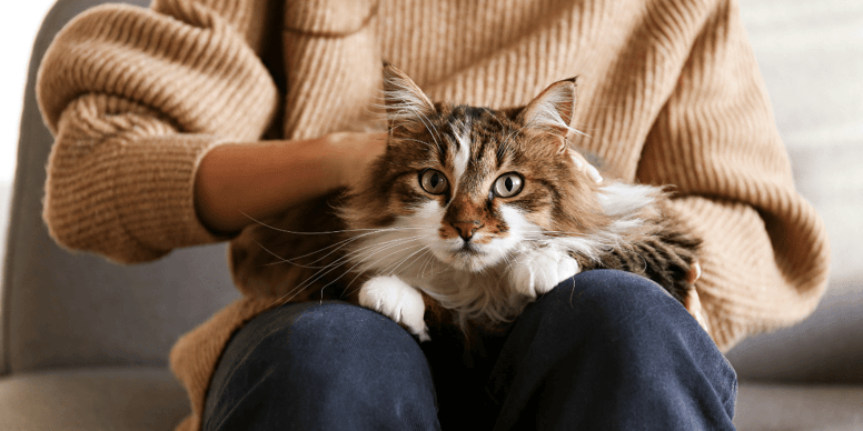 Why do cats like to sit on laps?