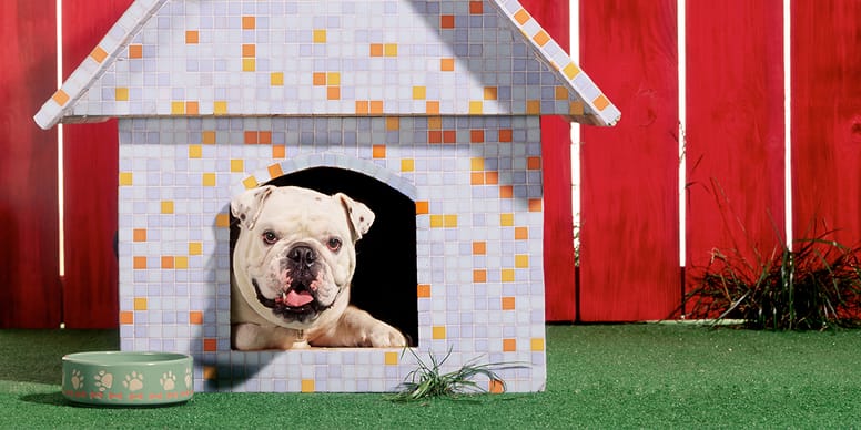 Best Dog Kennel Reviews We Answer Your Questions!