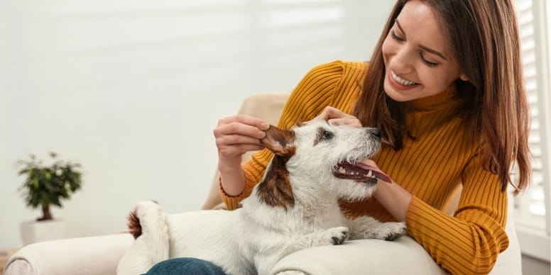 How to correctly pet your dog and the best places to pet a dog