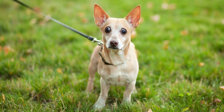 Mann holt sich vor Frau einen runter Hund reagiert prompt!