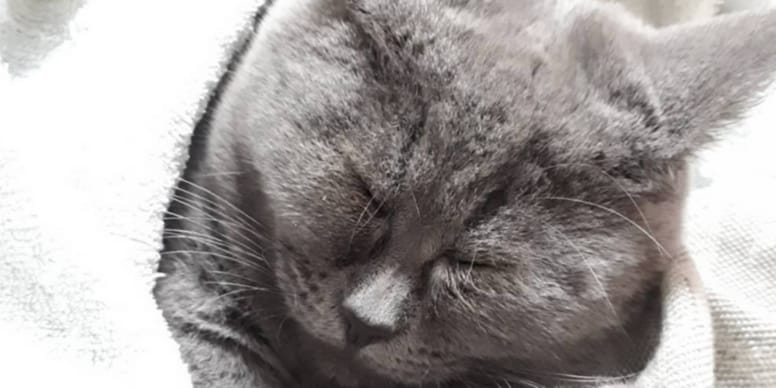 Als diese Katze ihre Augen bleibt allen die Spucke weg