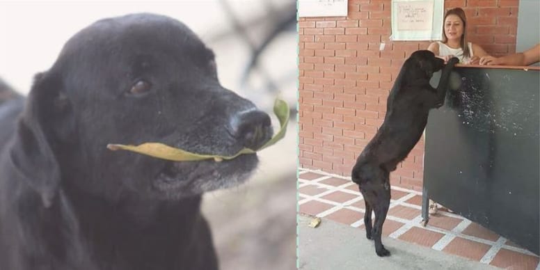 Clever dog tries to pay street vendor with dry leaf after seeing people