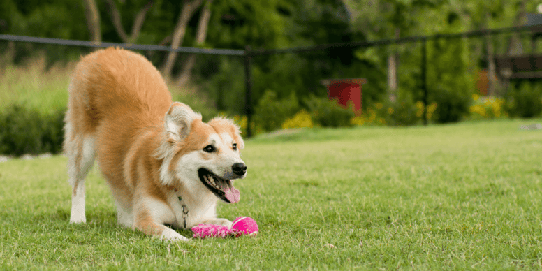 Why do dogs sneeze when they play?