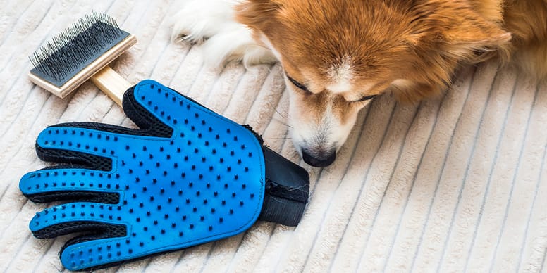 Best Dog Grooming Gloves in 2024