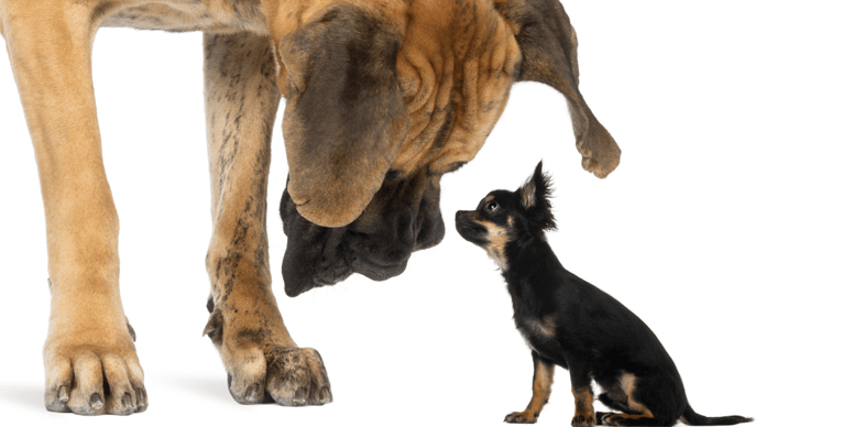 Why do small dogs live longer than big dogs?