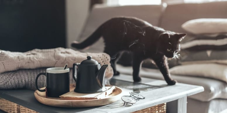 Can my cat drink tea? Wamiz