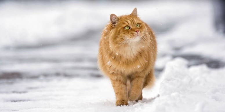 Should I let my cat go out in winter or is it too cold?