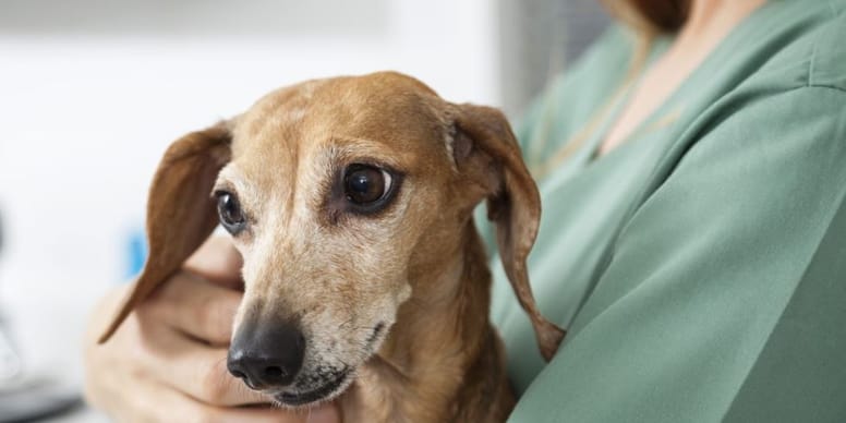 Dog stomach problems Remedies in 2024