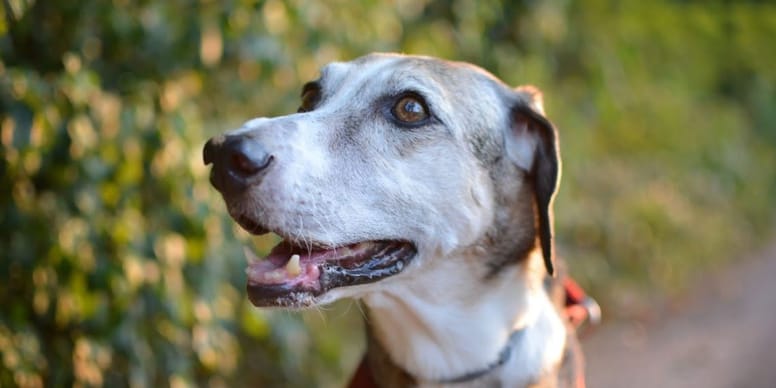 Best dog arthritis supplements Our Top 5