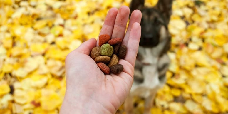 Best dry dog food for weight loss in 2024 Our Selection