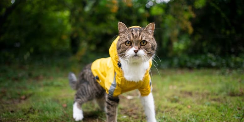 Best cat winter clothes in 2024 Our Selection