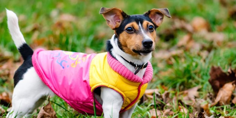 Best dog winter coats in 2024 Our Top 5