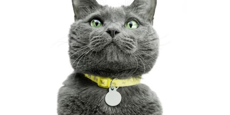 Best cat collar tags in 2024
