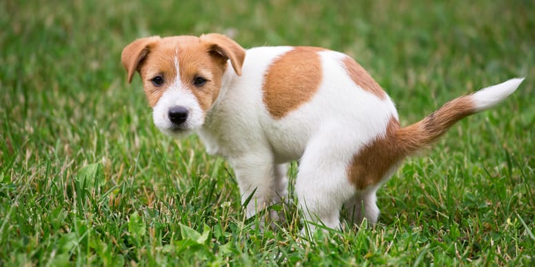 Perché il cane mangia la cacca? Wamiz