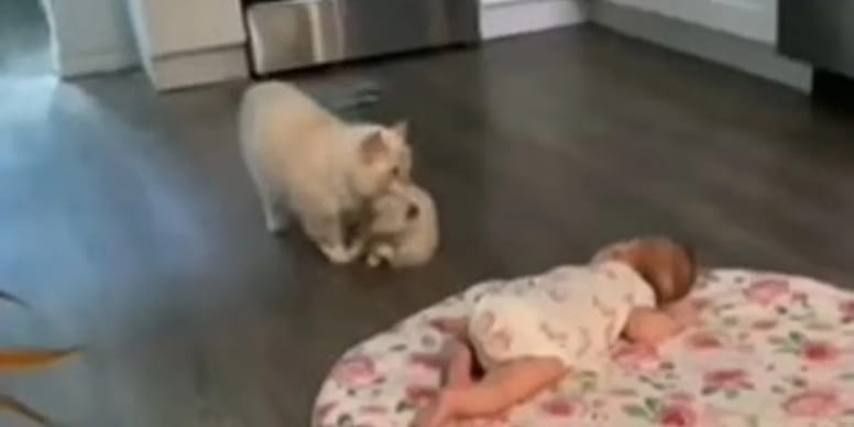 Rührende Szenen: Katzenmama will ihr Neugeborenes dem Menschenbaby zeigen (Video)