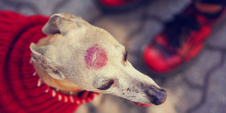 El drama de los galgos en España: una terrible realidad imposible de ignorar