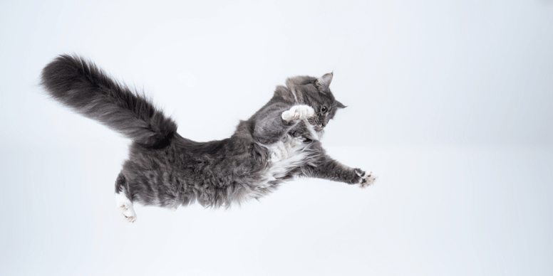 Why do cats always land on their feet?