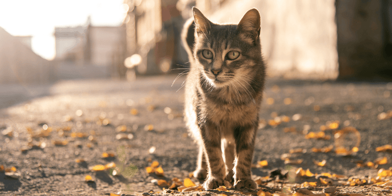 Can cats find their way home if they’re lost?
