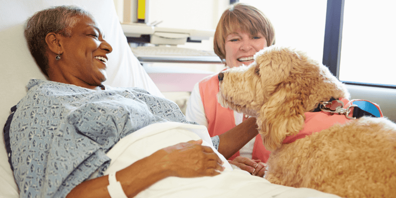 Are dogs allowed in hospitals in the UK?