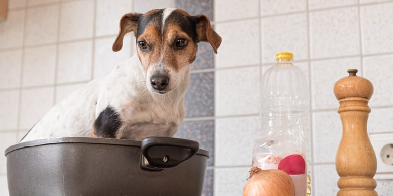 Warum sagt man „Da wird der Hund in der Pfanne verrückt“?