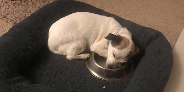 Due to his sad past, this little dog sleeps in his food bowl every day
