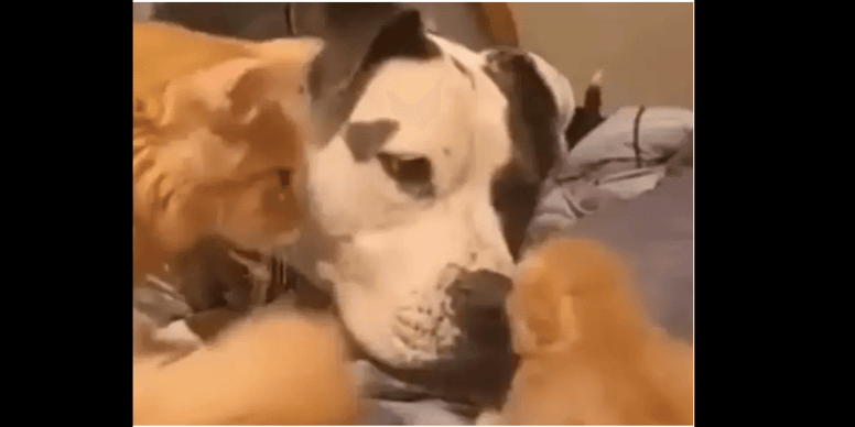 Wunderbare Katze stellt dem Hund das Baby vor: Eine unvergessliche