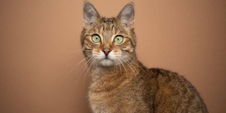 Cat third eyelid showing Causes, symptoms and treatment