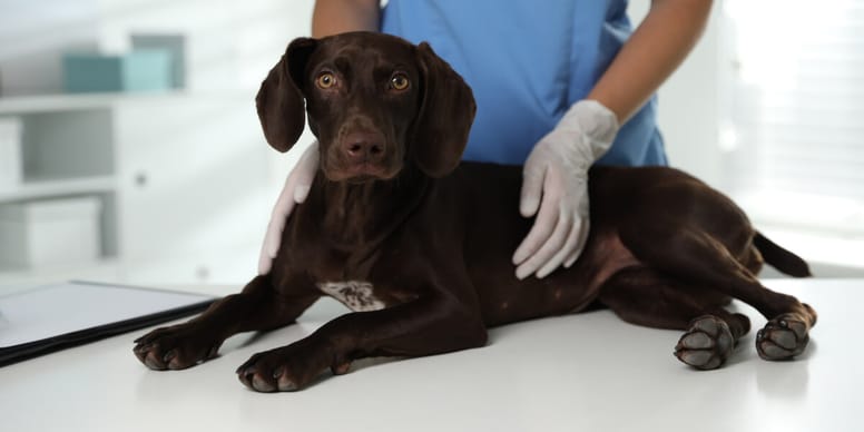 Sterilisatie en castratie bij honden dit moet je weten Sterilisatie en castratie bij honden dit moet je weten