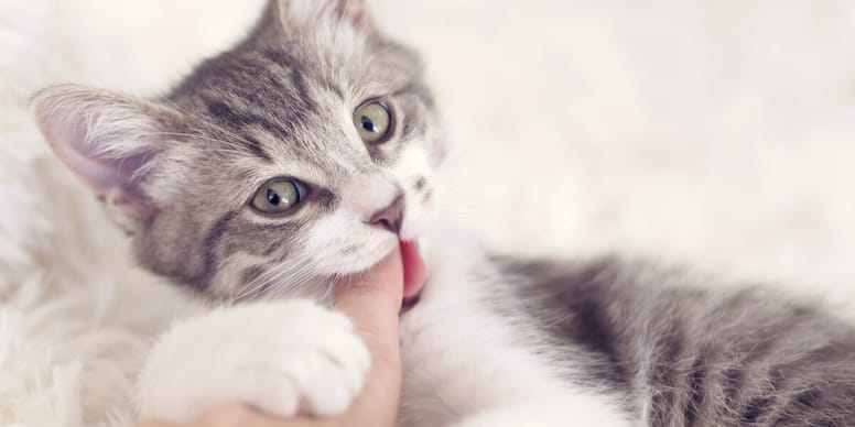 Kat bijt: de reden en hoe het af te leren