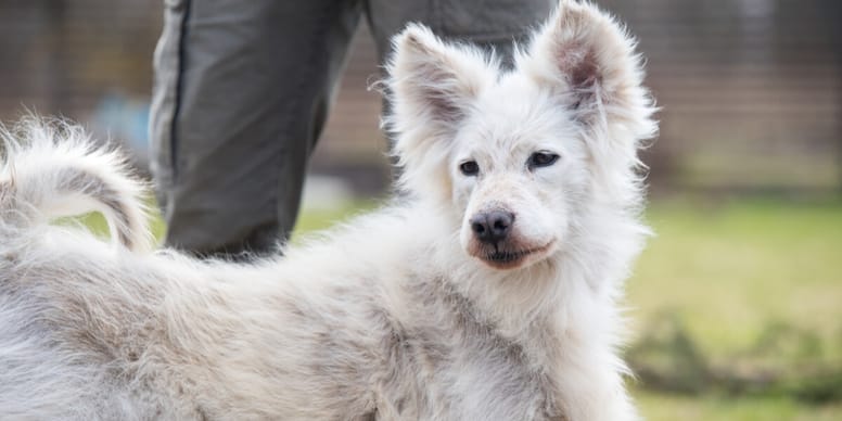 Kale plekken hond symptomen, oorzaken en behandeling