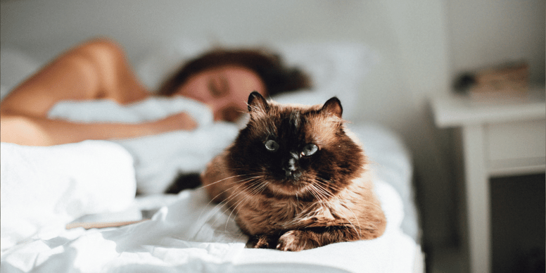 Why does my cat wake me up so early? Here’s what to try