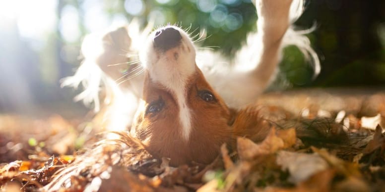 Vivi con un cane? Ecco cosa c'è da sapere a settembre