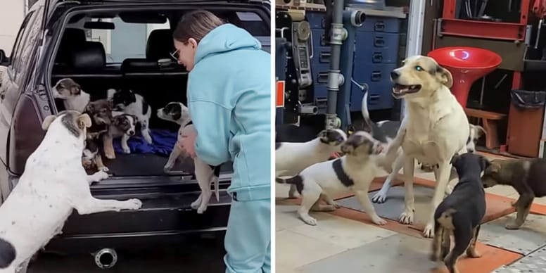 Homeless dog is reunited with stolen puppies, her reaction is priceless ...