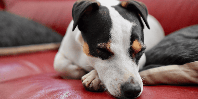 Poliradicoloneurite del cane si guarisce con fisioterapie