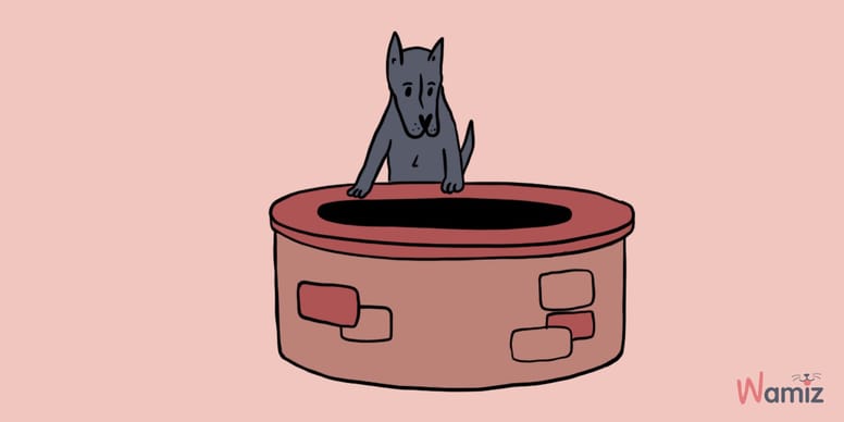 "Użyć jak pies w studni" co to znaczy?