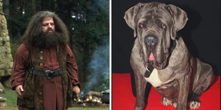 La véritable histoire de Crockdur, le chien de Hagrid, brise le cœur ...