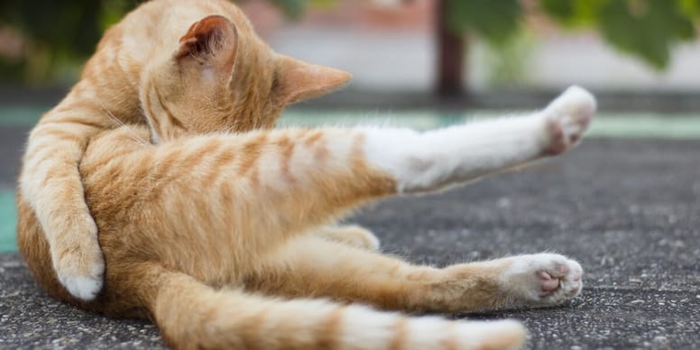 Katze leckt sich Fell weg Hausmittel und Gründe