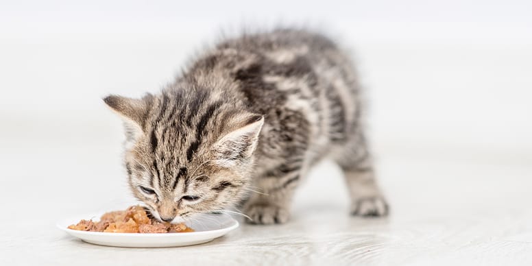Wat is het beste natvoer voor kittens in 2025?
