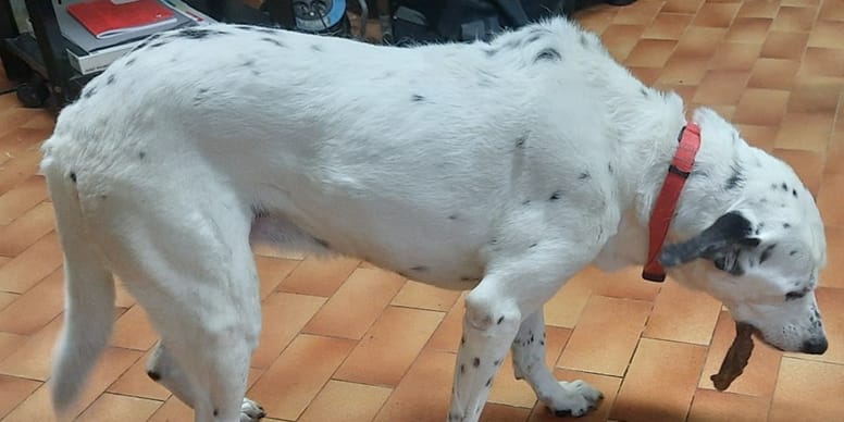 Riporta il cane di 13 anni al rifugio non riescono a credere al motivo