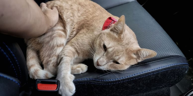 FIP nel gatto (Peritonite infettiva felina) cos'è? FIP nel gatto (Peritonite infettiva felina) cos'è?